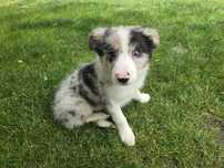 Border collie Związek Kynologiczny w Polsce