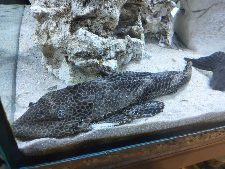 Troco plecos por ciclídeos ou ancistros