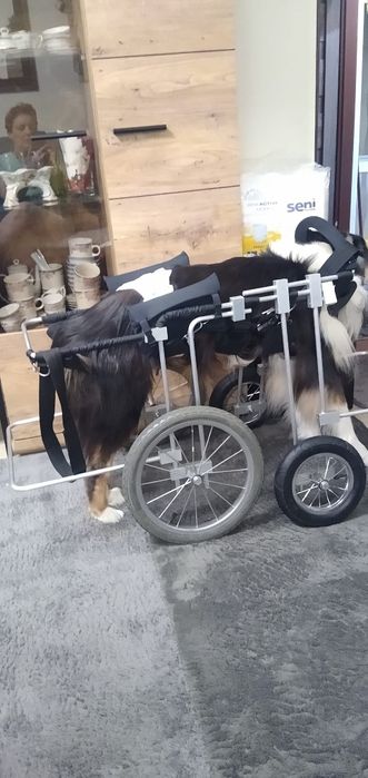 Wózek rechabilitacyjno inwalidzki dla psa