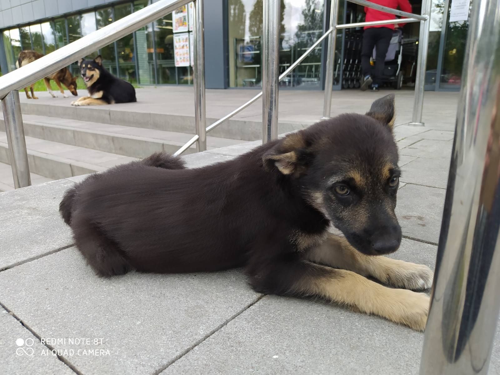 Хлопчики шукають господарів