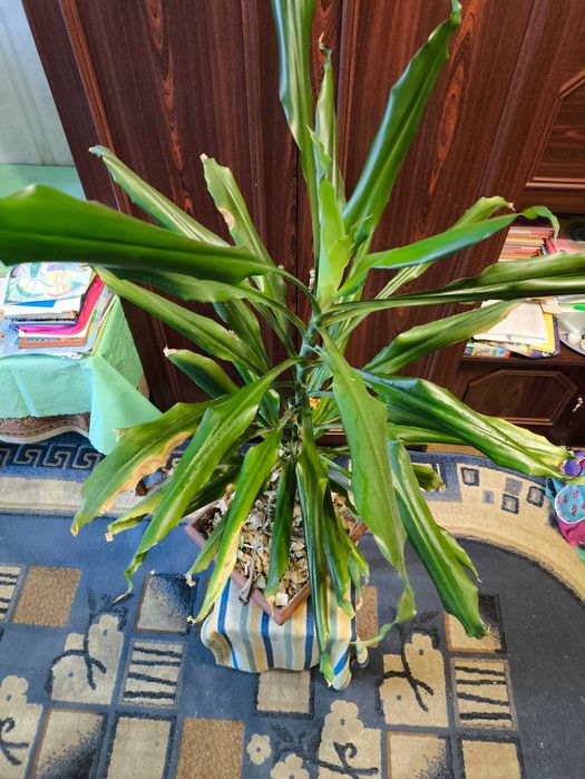 Юка квітка кімнатна