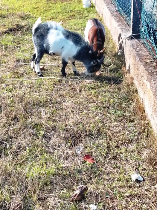 Cabritos anões  1 fêmea 2 machos