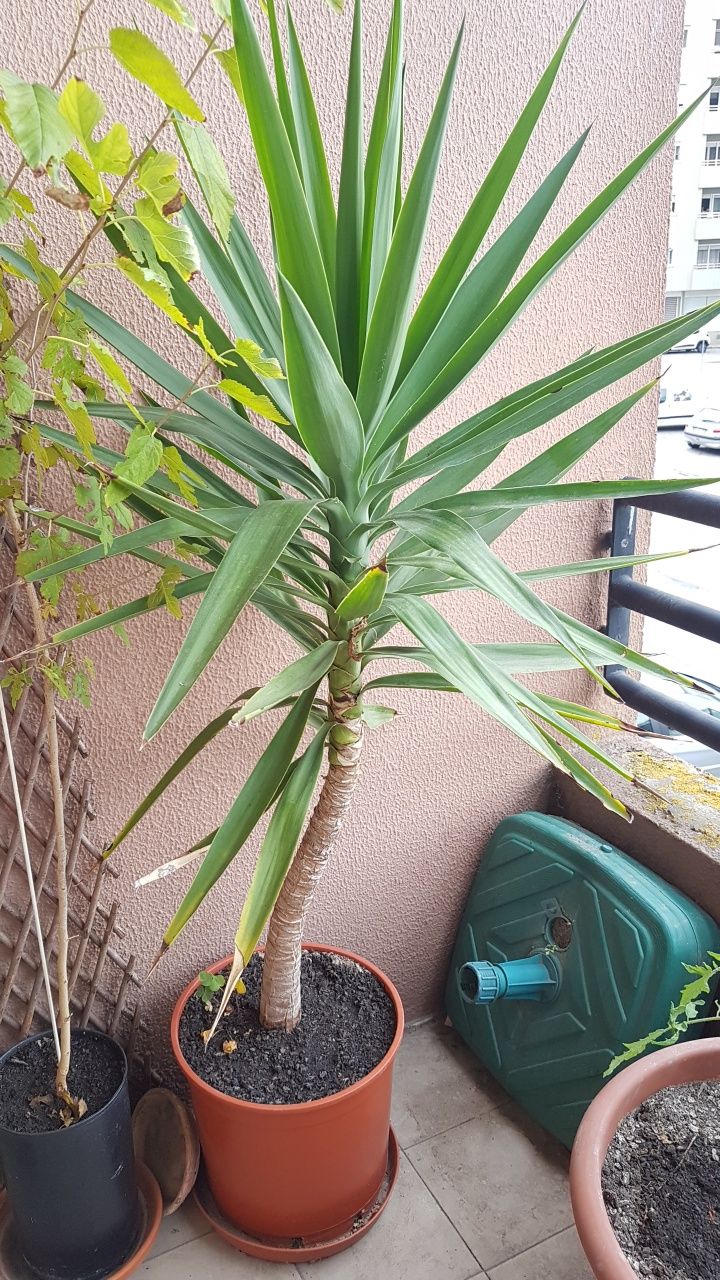 Palmeira em vaso para jardim pátio varanda