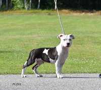 American Staffordshire Terrier, AMSTAFF, rodowód ZKwP, FCI piesek
