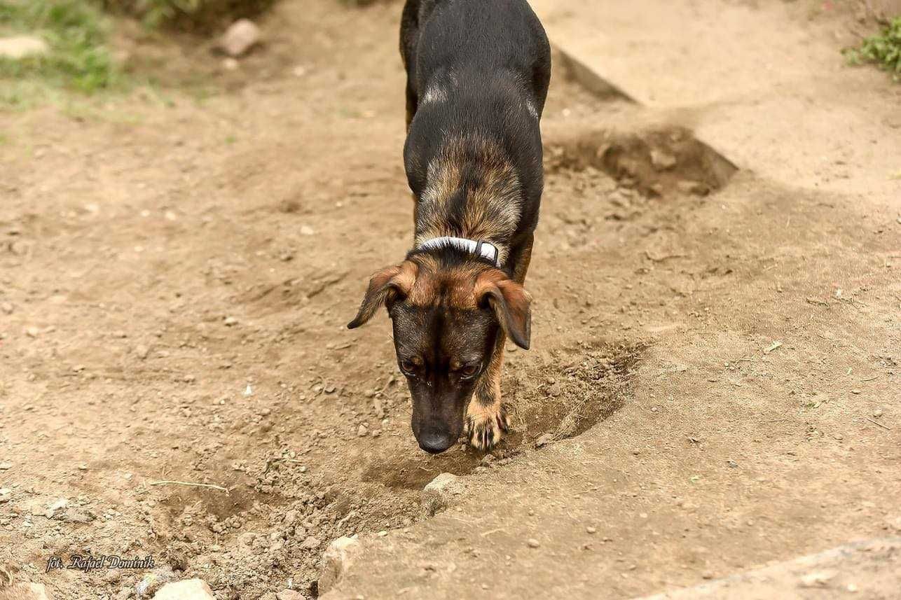 Imbir - maleństwo do adopcji!