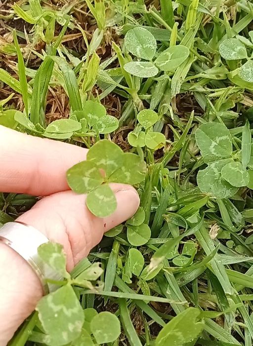 Trevo de quatro folhas