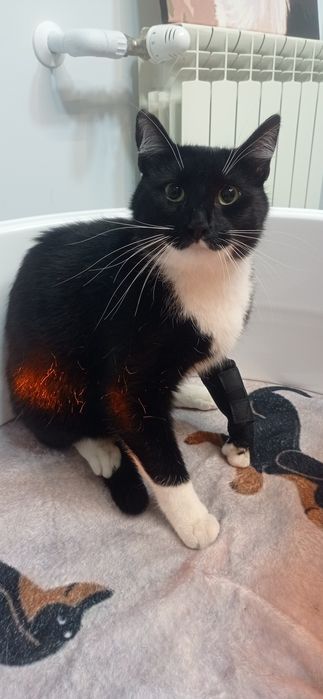 Zaginął czarno biały kot- 1000zl  nagrody!