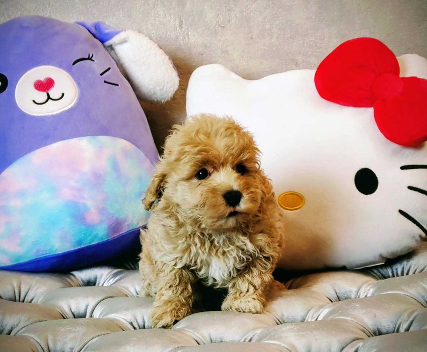 Maltipoo dziewczynka (suczka)