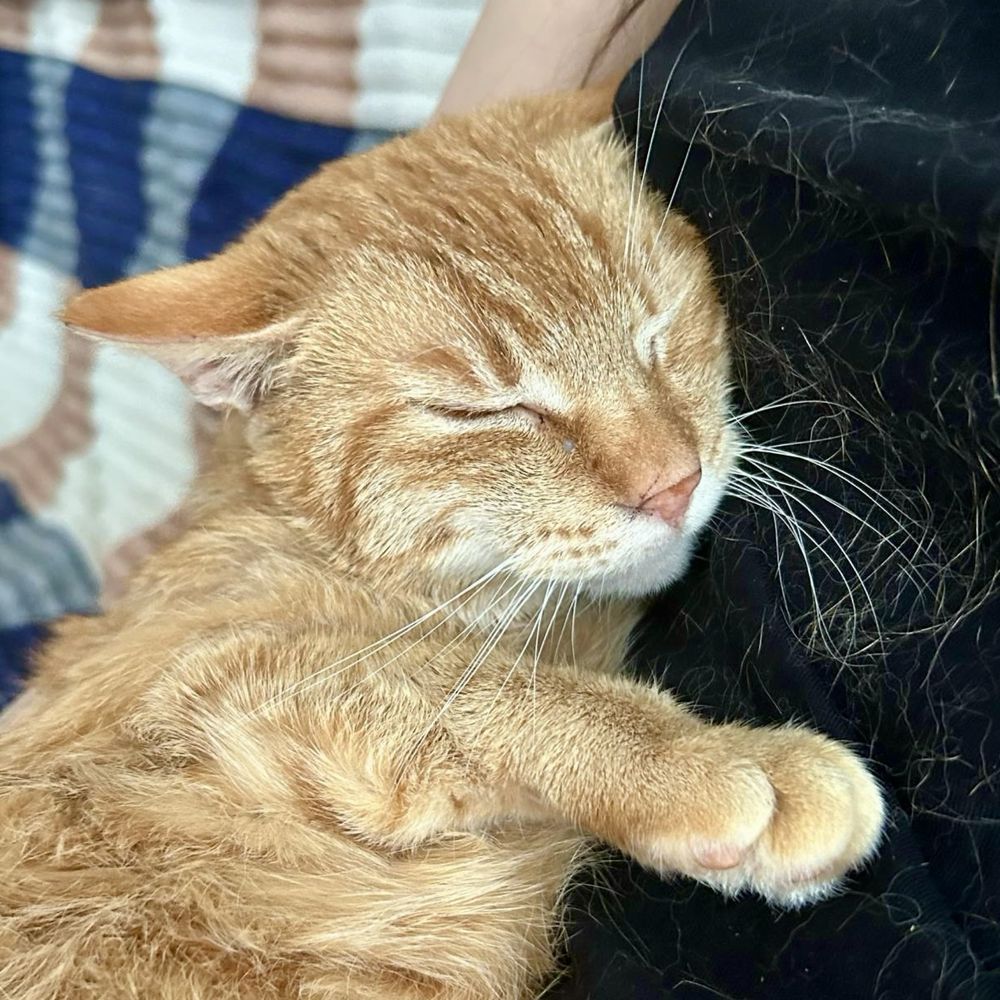 Cheetos piękny rudy kot szuka dobrego domu - adoptuj