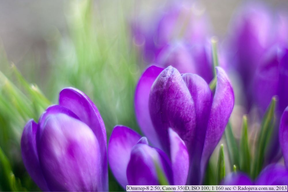 Об'єктив Юпітер 8 2/50