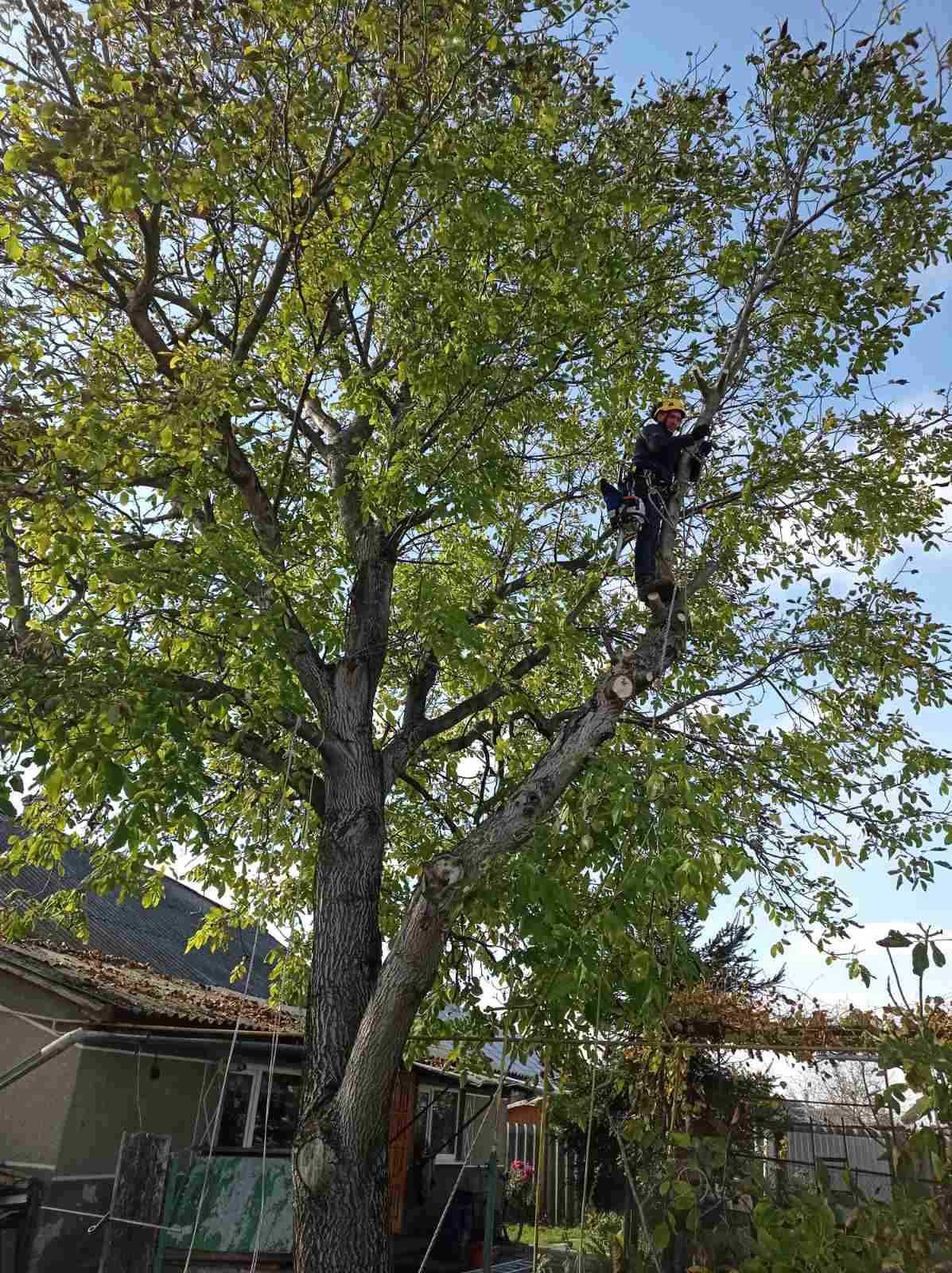 Обрізка дерев обрізання зрізка спил аварійних дерев, Буськ