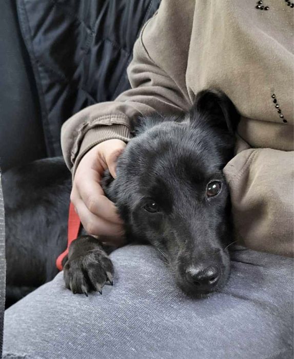 Szczeniaki do adopcji