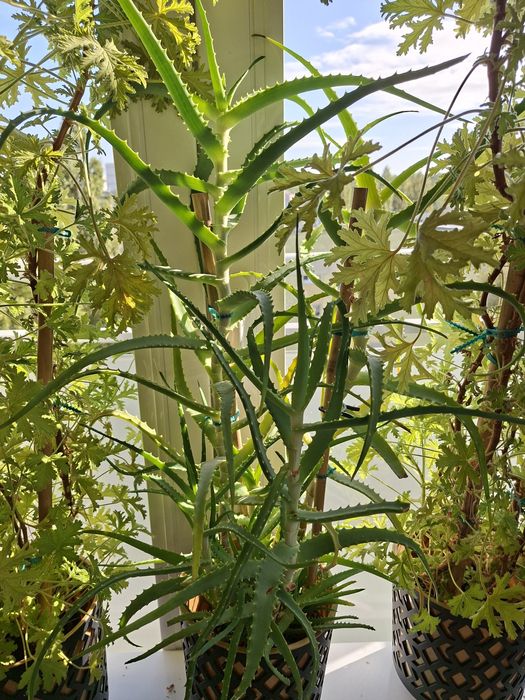 Aloes drzewiasty doniczkowy - duża roślina