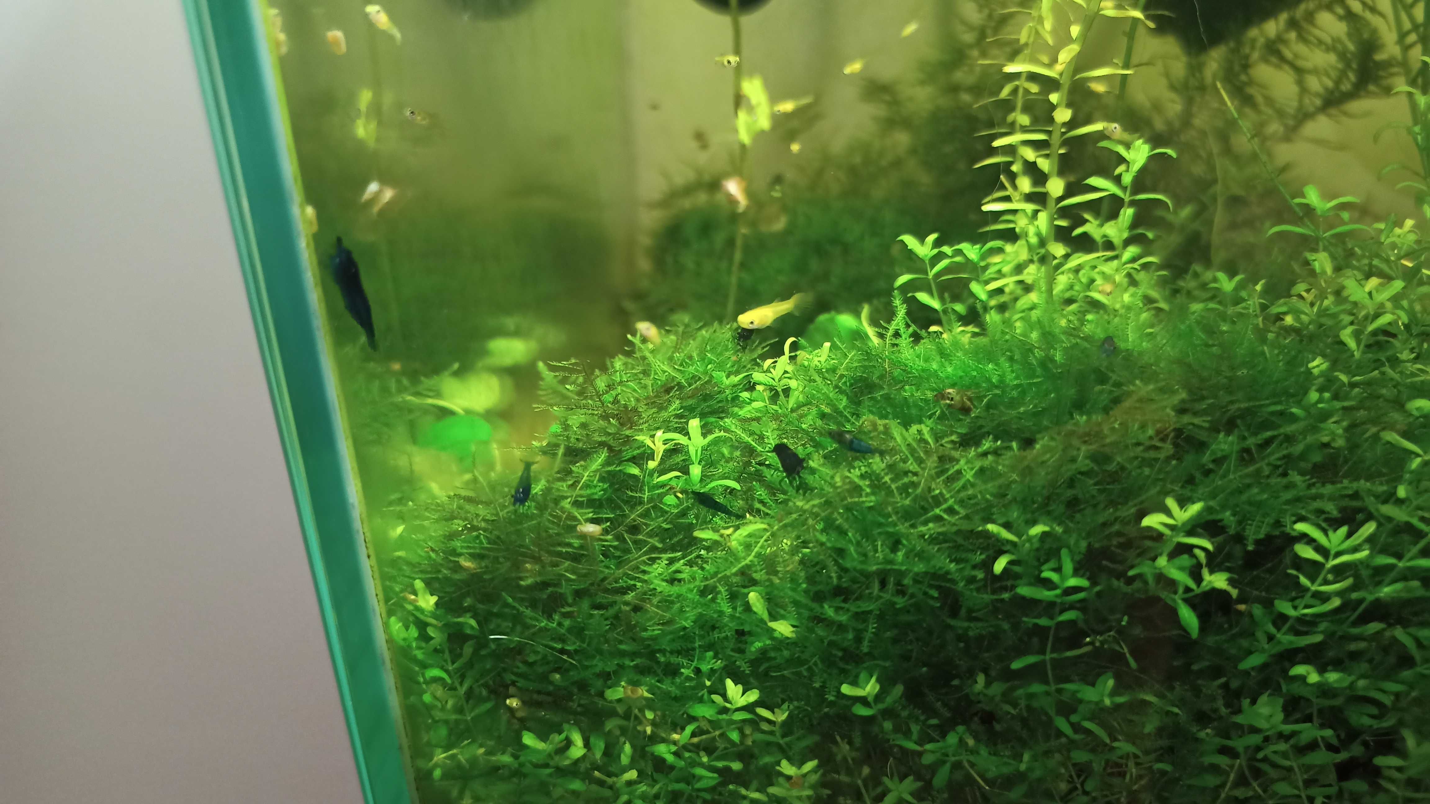 Lindos Camarões Neocaridina Blue Dream