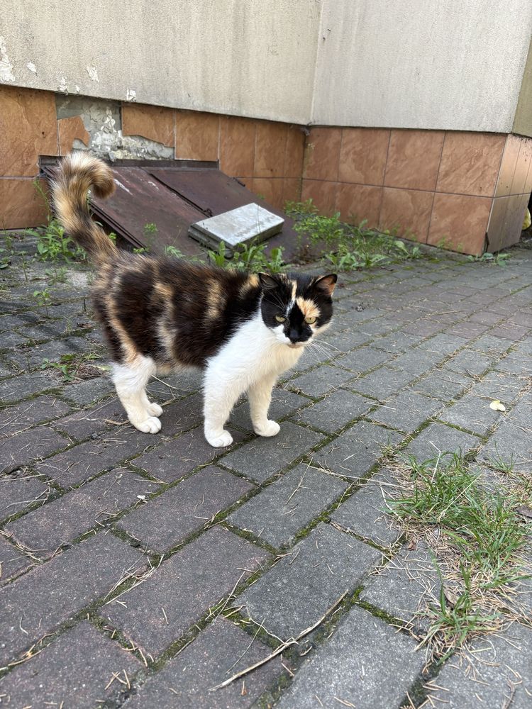 Kotki do adopcji