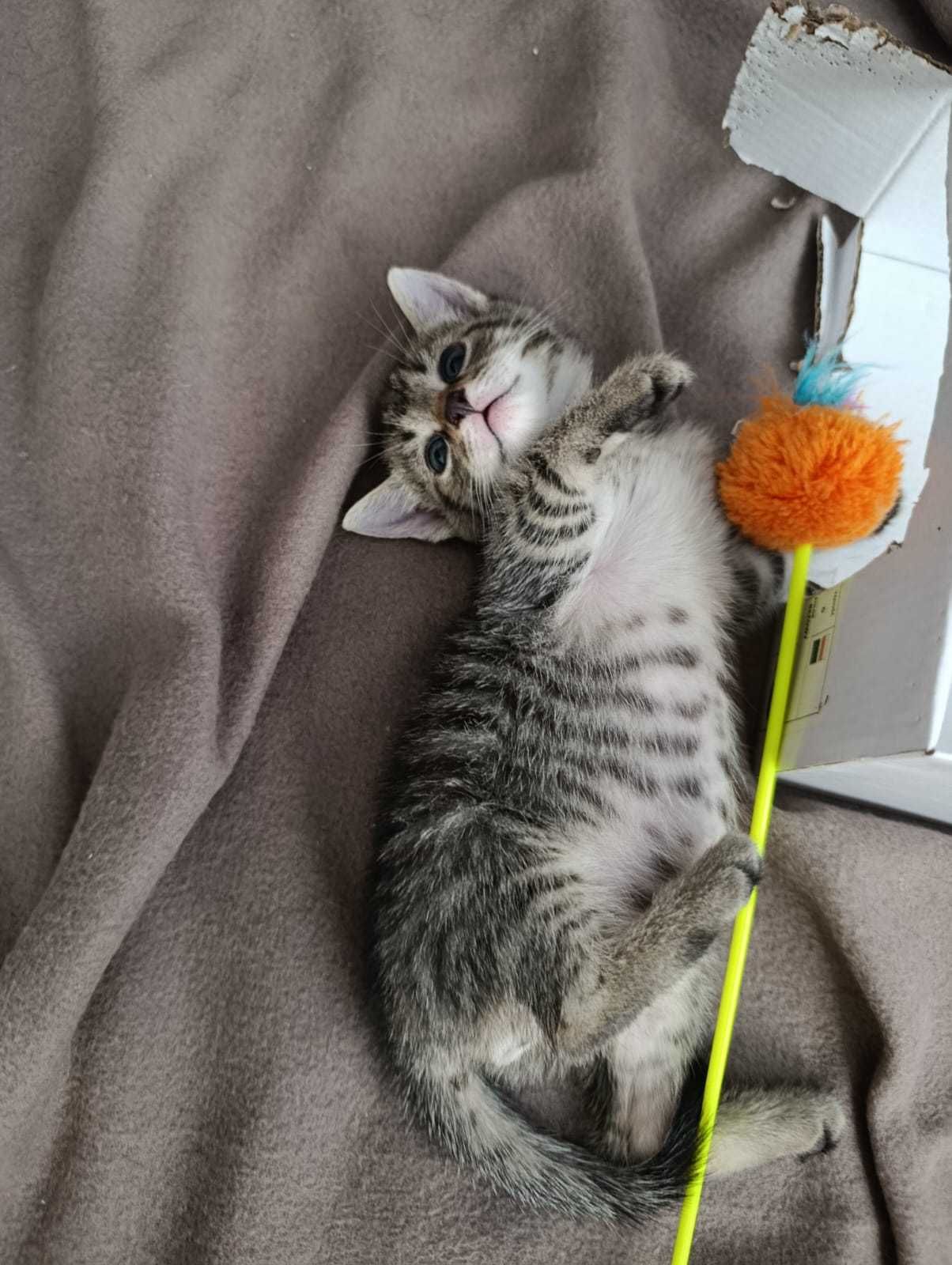 Kotek Staś do adopcji