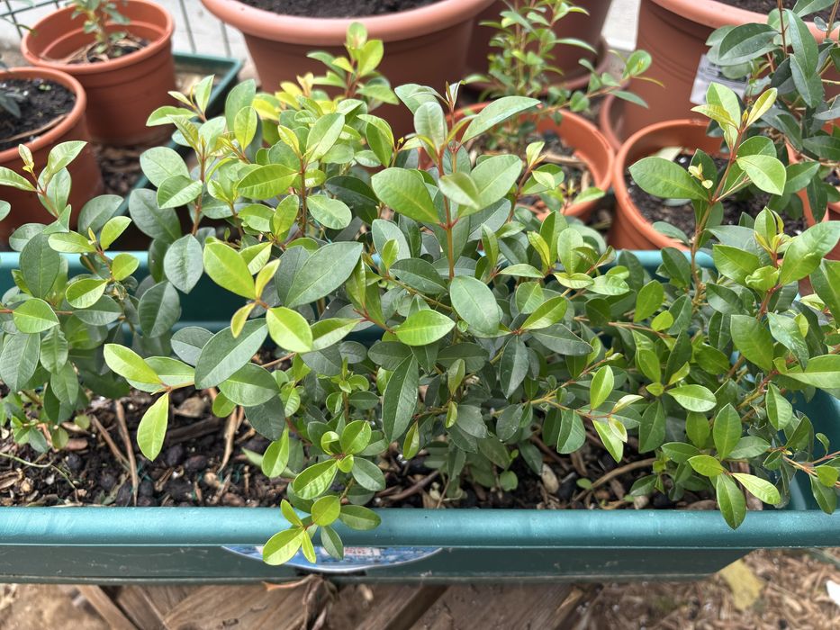 Eugenias (rebentos e sementes) para sebes e arbustos