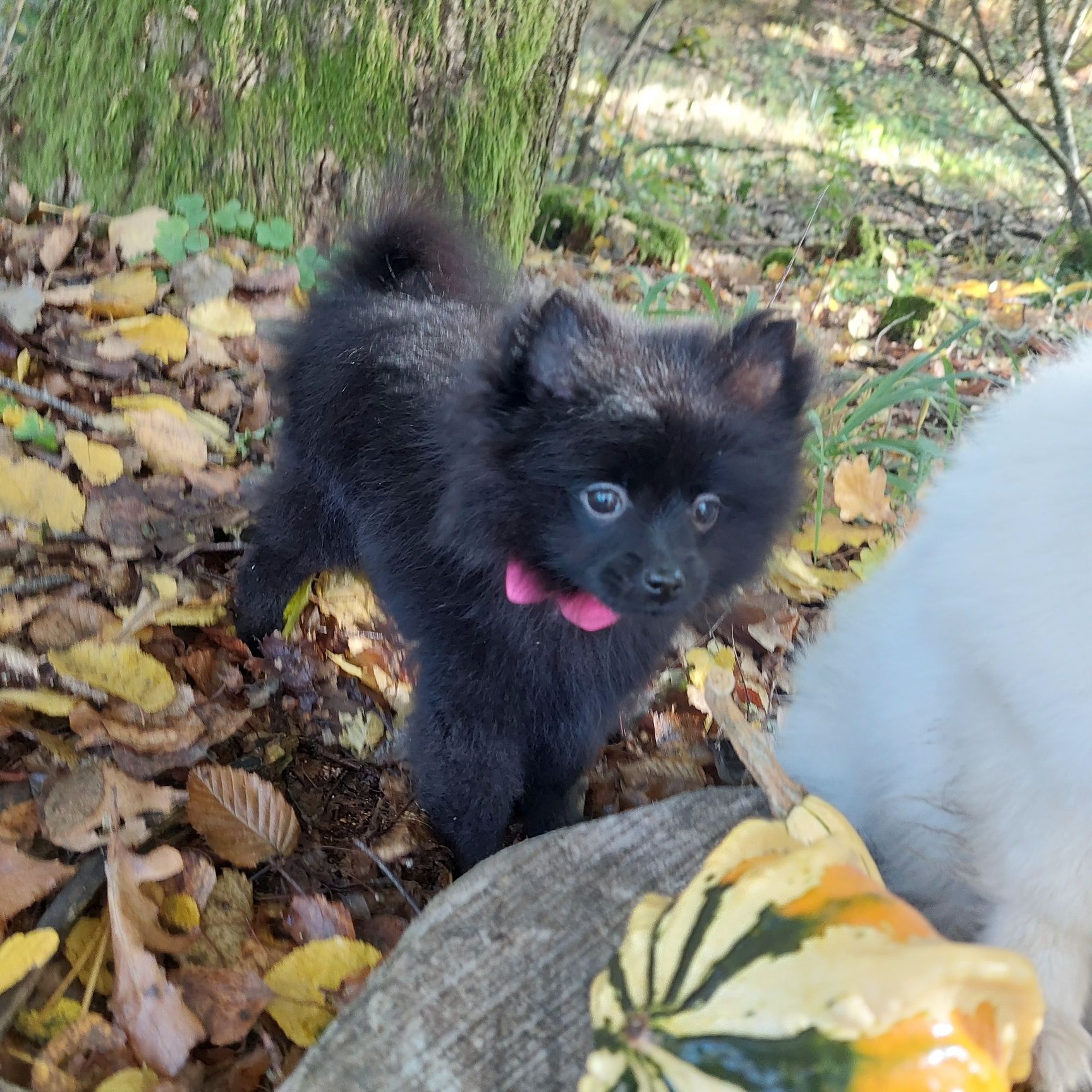 Szpic miniaturowy pomeranian suczka