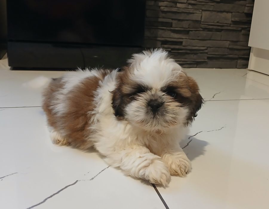 Szczeniaczek Shih-tzu z Rodowodem