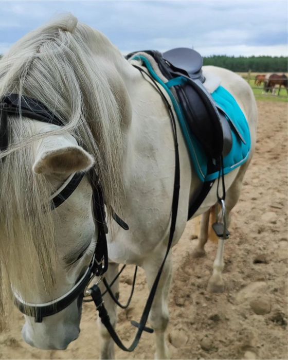 Pełnokrwista Arabska klacz / koń do dzierżawy