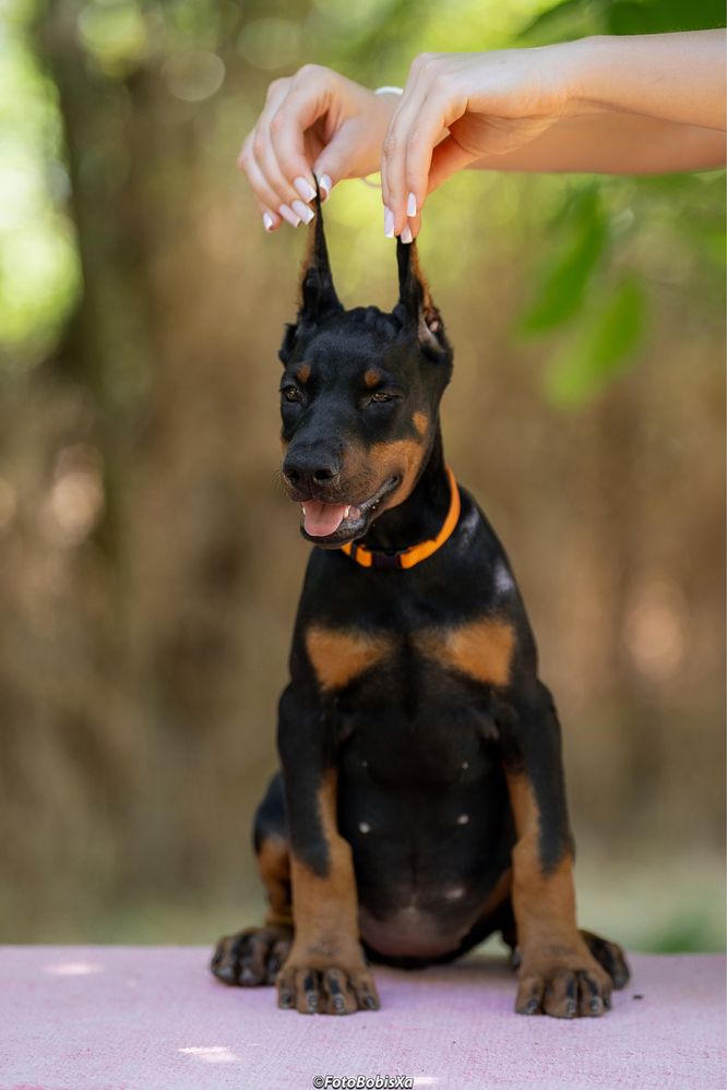 Sunia Doberman 3 miesiące