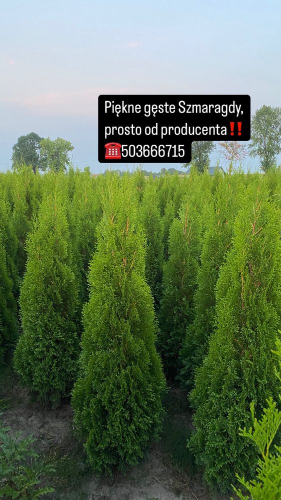 Tuje Szmaragd 140-150 DOSTAWA ‼️ SADZENIE ‼️ Producent
