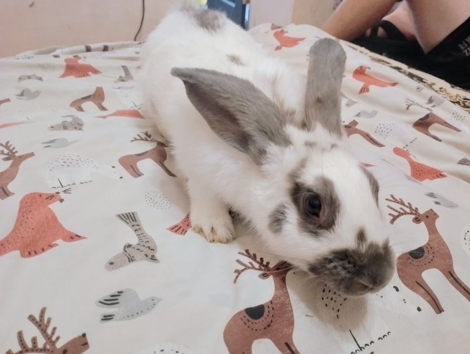 Продам м'ясних кроликів