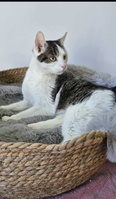 Frużelka do kochania - mała kotka