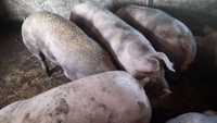 Продам свиню петрен живою вагою