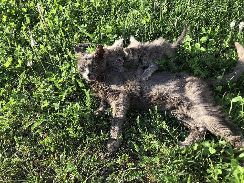 Продаються кошенята