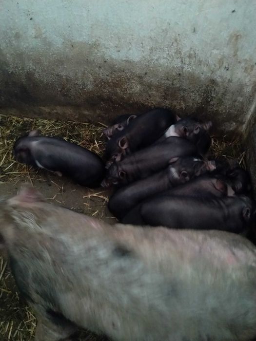 Świnie getyński/mikroświnki/świnki domowe