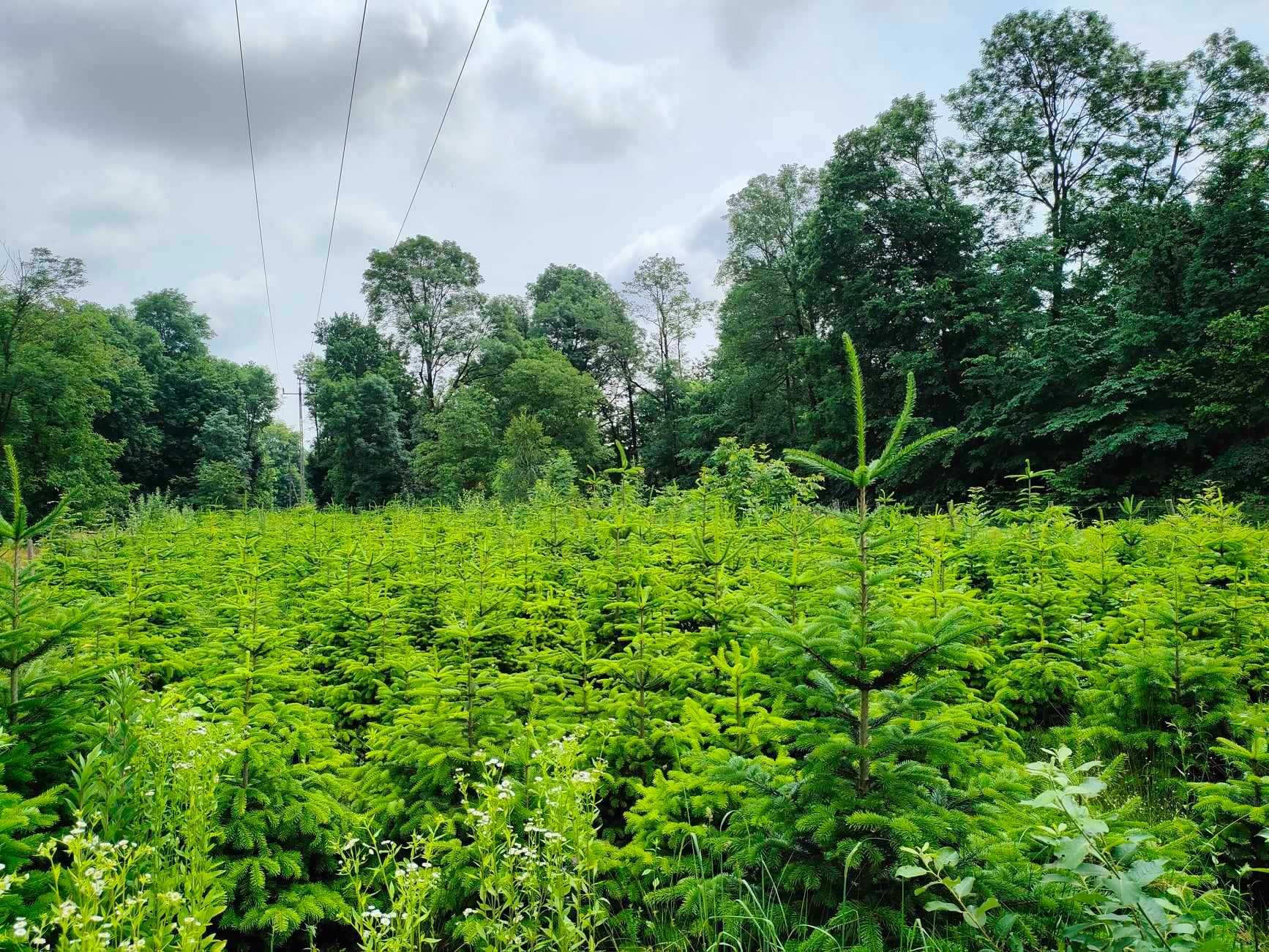 Jodła kaukaska - plantacja 1500 szt.