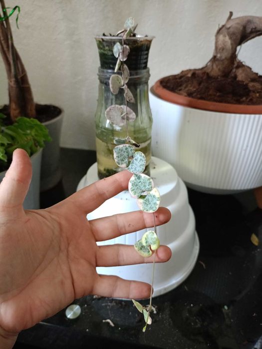 Церопегія Вуда варієгата.