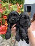 Cocker spaniel angielski