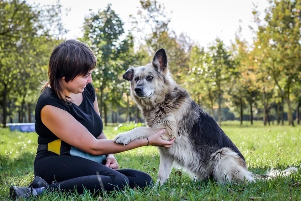Ramona-piękna satrsza suczka czeka na wymarzony dom-adopcja