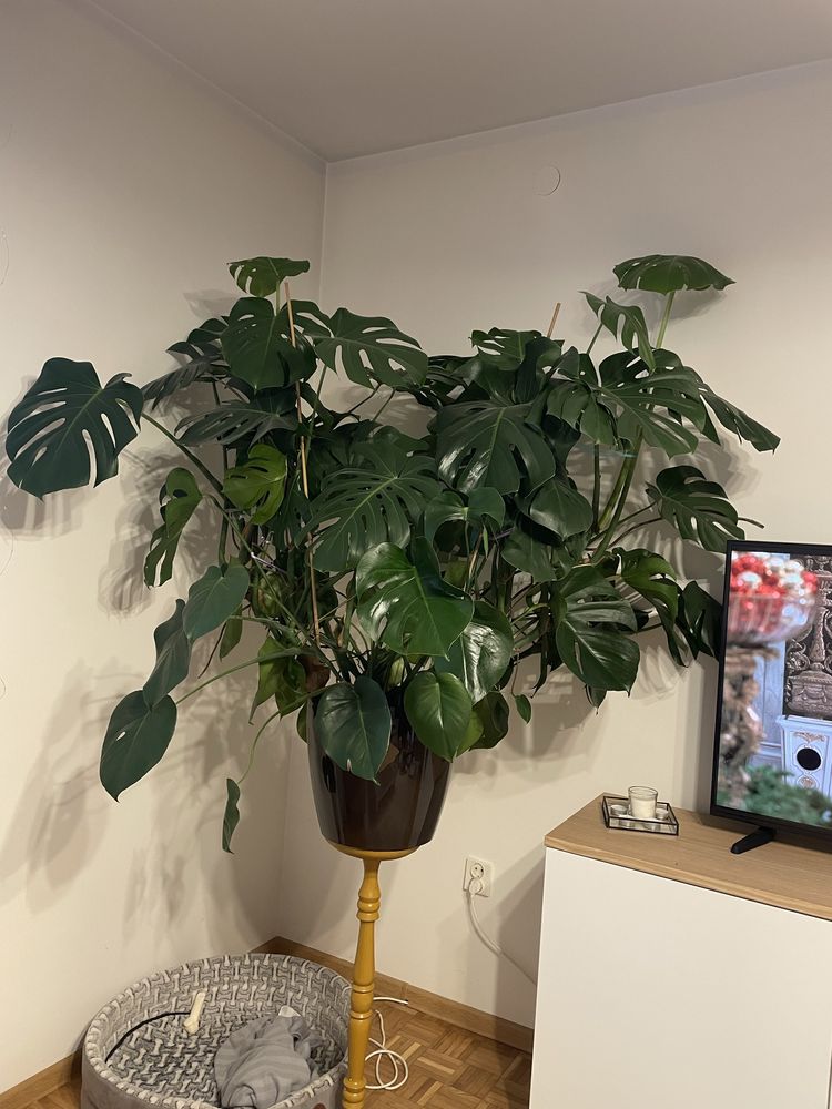 Monstera deliciosa xxl