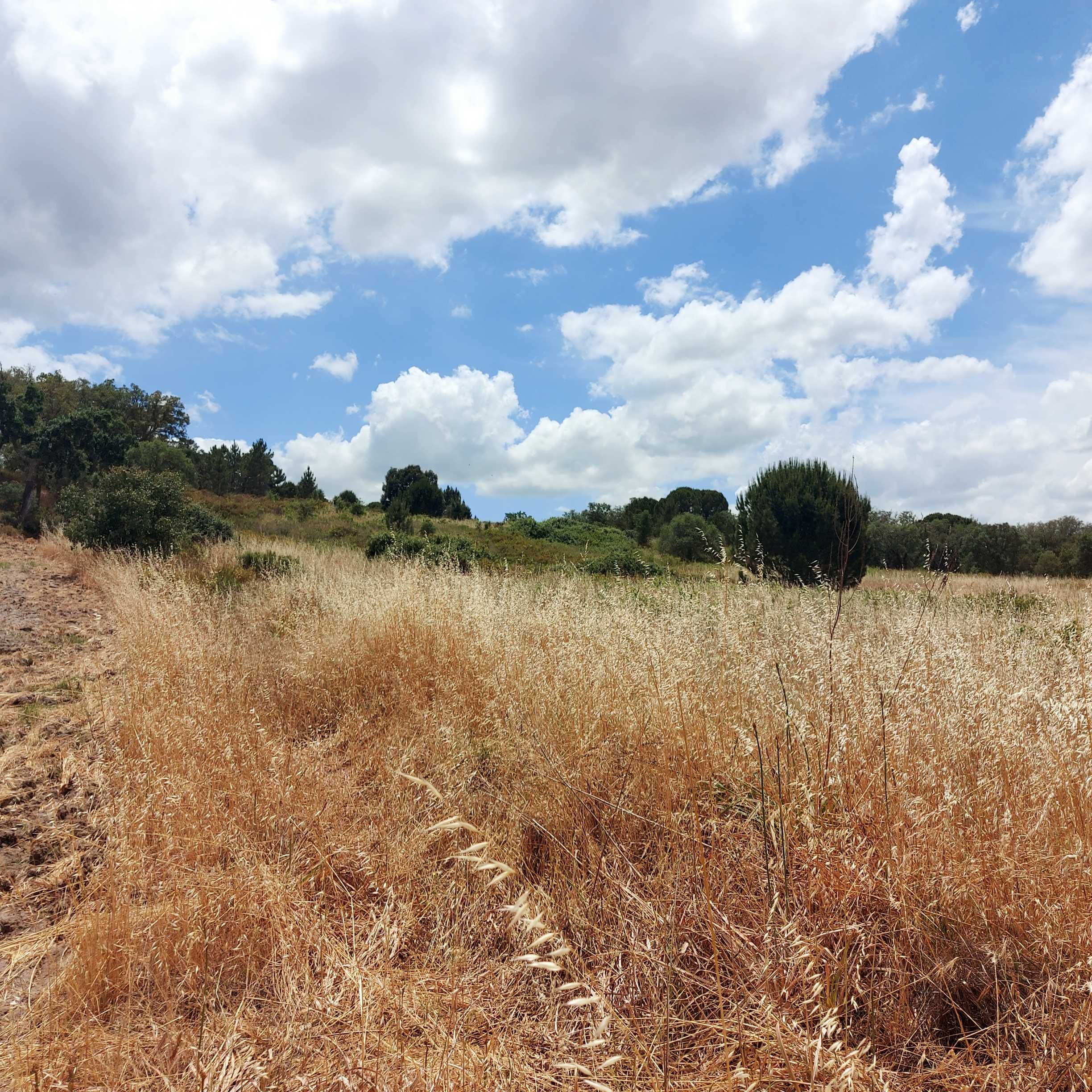 Terreno Rustico em Mora Cabecao