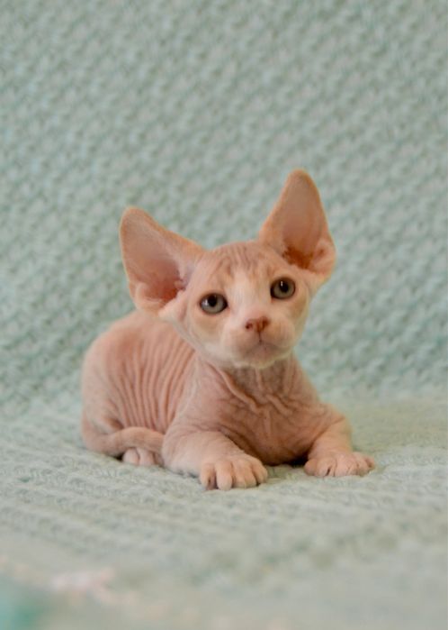 Котеня девон рекс хлопчик