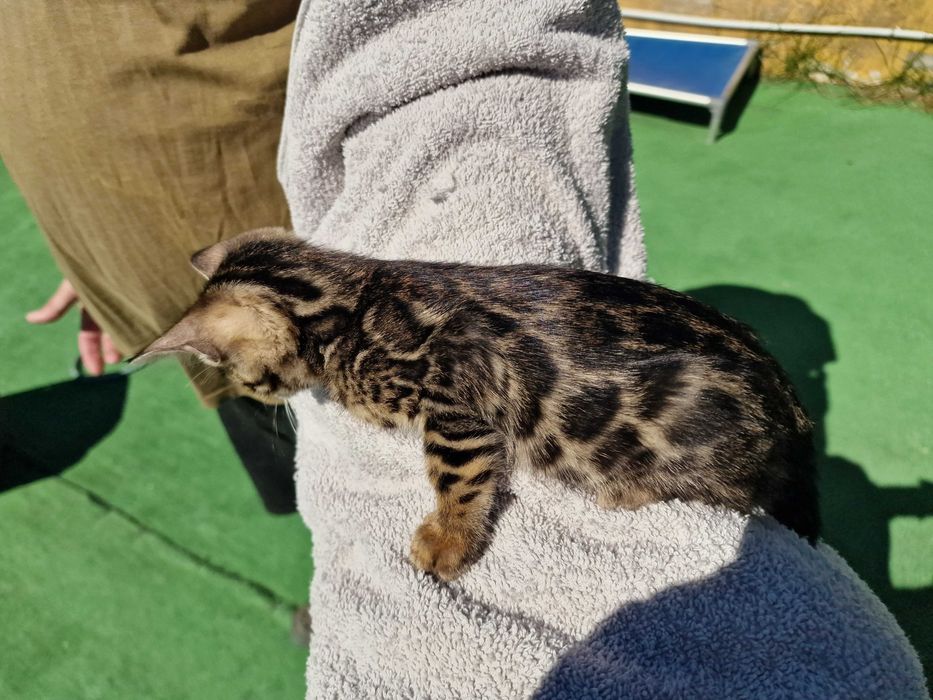 Gatinho de bengala (macho)