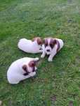 Oddam suczke Jack Russell Terrier