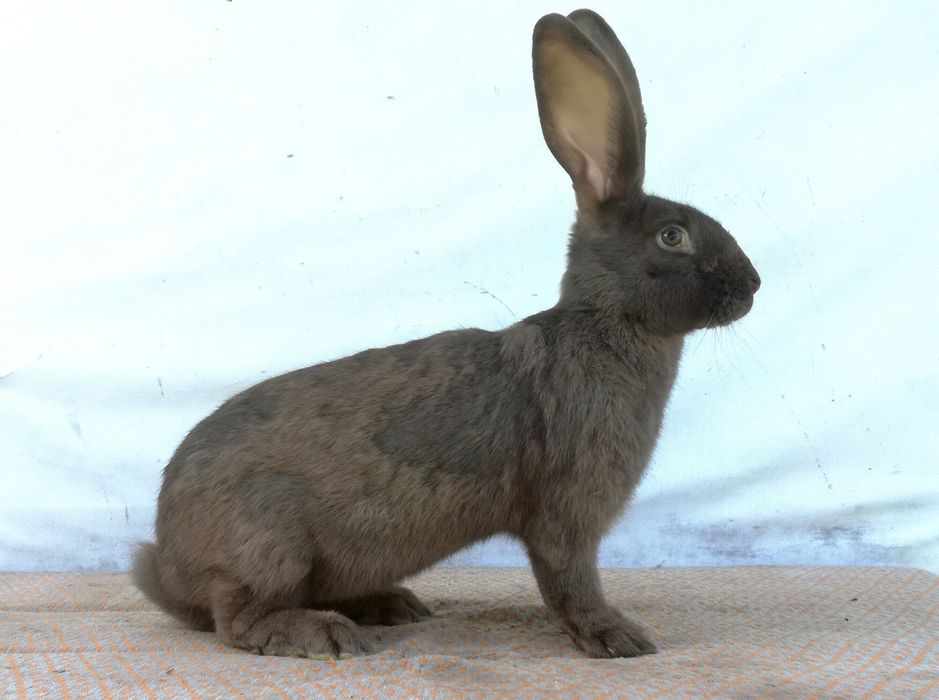 Немецкий строкач гавана