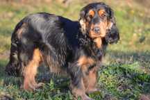 cocker spaniel angielski samiec 39-miesięczny