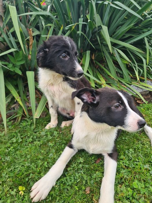 Border collie piesek