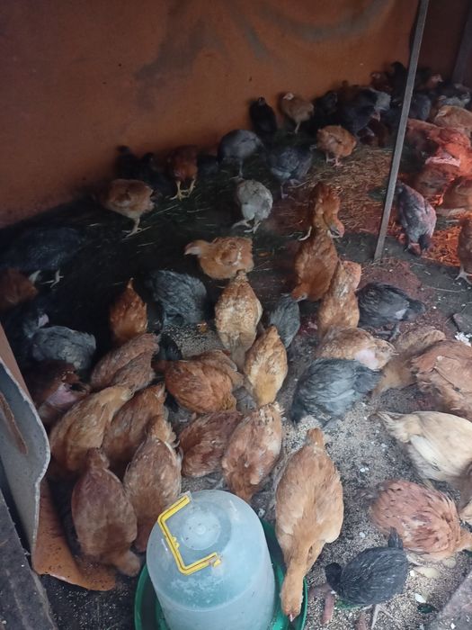 Продам курей и курчат