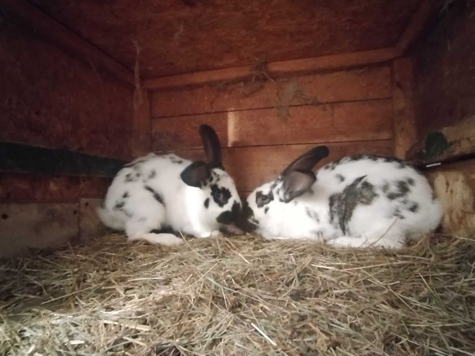 Sprzedam króliki
