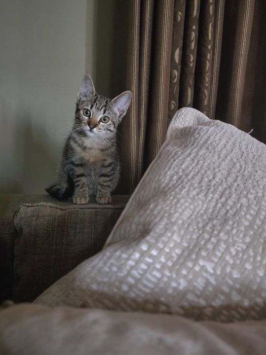 Gatinho para adopção