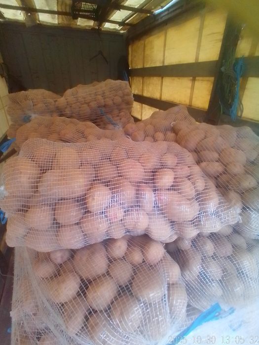 Batatas Picasso (Olho de Perdiz)