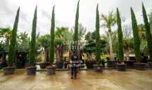 Cupressus Totem 100/600cm