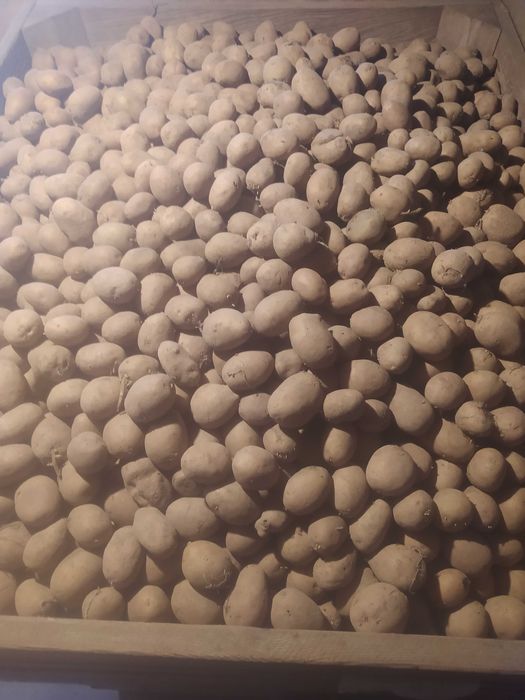 Ziemniaki kal. 3.5-4.5