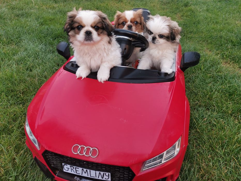 Pekińczyk Szczeniak Tricolor Nie Shih Tzu